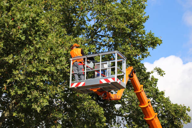 Best Tree Mulching  in Rockwell City, IA