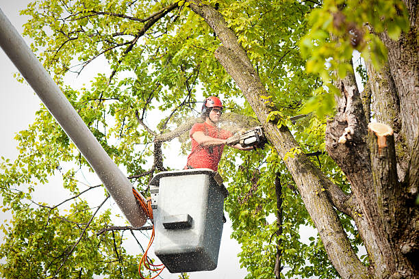 Best Tree Cabling and Bracing  in Rockwell City, IA